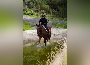 KWPN, Stute, 10 Jahre, 174 cm, Fuchs