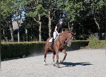 KWPN, Stute, 10 Jahre, 174 cm, Fuchs