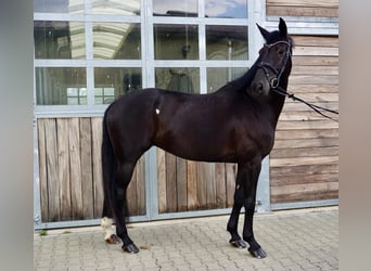 KWPN, Stute, 10 Jahre, 174 cm, Rappe