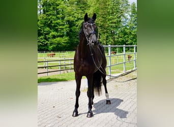 KWPN, Stute, 10 Jahre, 174 cm, Rappe