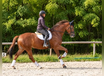 KWPN, Stute, 10 Jahre, 175 cm, Dunkelfuchs