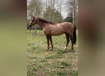 KWPN, Stute, 10 Jahre, 175 cm, Dunkelfuchs