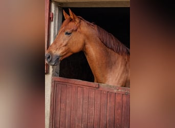 KWPN, Stute, 10 Jahre, 175 cm, Dunkelfuchs