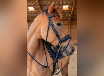 KWPN, Stute, 10 Jahre, 175 cm, Dunkelfuchs
