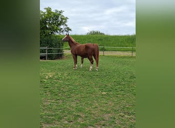 KWPN, Stute, 10 Jahre, 175 cm, Fuchs