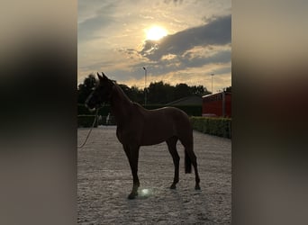 KWPN, Stute, 10 Jahre, 176 cm, Fuchs