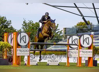 KWPN, Stute, 10 Jahre, 176 cm, Fuchs