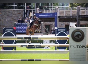 KWPN, Stute, 10 Jahre, Hellbrauner