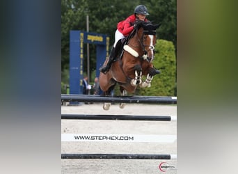 KWPN, Stute, 10 Jahre, Hellbrauner