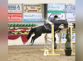 KWPN, Stute, 11 Jahre, 158 cm, Rappe