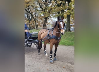 KWPN, Stute, 11 Jahre, 160 cm, Dunkelbrauner