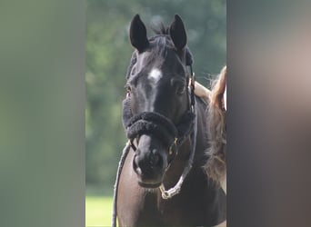 KWPN Mix, Stute, 11 Jahre, 160 cm, Rappe