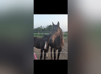 KWPN, Stute, 11 Jahre, 160 cm, Schwarzbrauner
