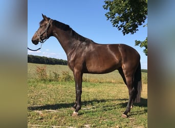 KWPN, Stute, 11 Jahre, 161 cm, Dunkelbrauner