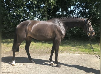 KWPN, Stute, 11 Jahre, 161 cm, Dunkelbrauner