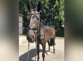 KWPN, Stute, 11 Jahre, 161 cm, Dunkelbrauner
