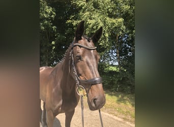 KWPN, Stute, 11 Jahre, 161 cm, Dunkelbrauner