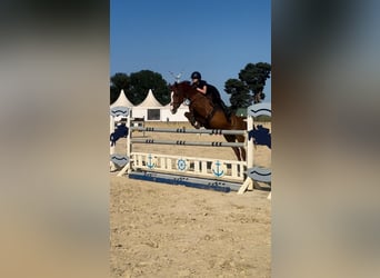 KWPN, Stute, 11 Jahre, 162 cm, Fuchs