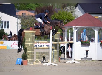 KWPN, Stute, 11 Jahre, 163 cm, Brauner