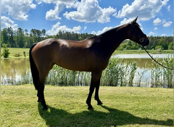 KWPN, Stute, 11 Jahre, 163 cm, Brauner