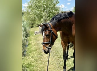KWPN, Stute, 11 Jahre, 163 cm, Brauner