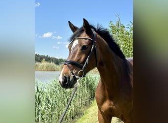 KWPN, Stute, 11 Jahre, 163 cm, Brauner