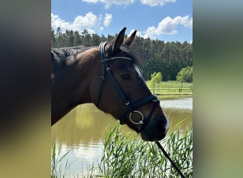 KWPN, Stute, 11 Jahre, 163 cm, Dunkelbrauner