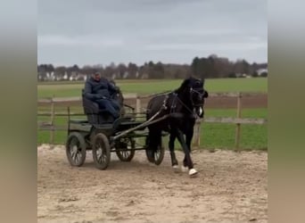 KWPN, Stute, 11 Jahre, 163 cm, Rappe