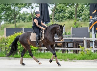 KWPN, Stute, 11 Jahre, 164 cm