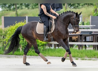 KWPN, Stute, 11 Jahre, 164 cm