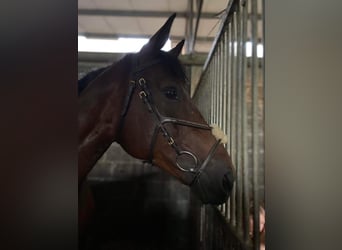 KWPN, Stute, 11 Jahre, 164 cm, Dunkelbrauner