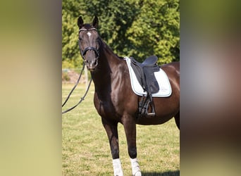 KWPN, Stute, 11 Jahre, 164 cm, Rappe