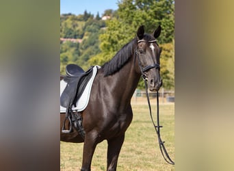 KWPN, Stute, 11 Jahre, 164 cm, Rappe