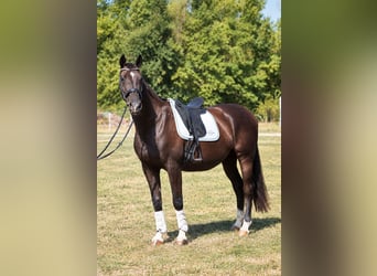 KWPN, Stute, 11 Jahre, 164 cm, Rappe
