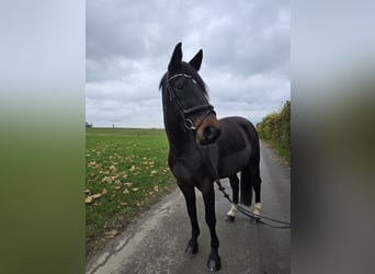 KWPN, Stute, 11 Jahre, 164 cm, Schwarzbrauner