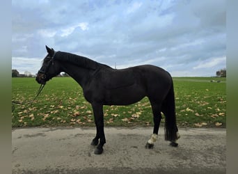 KWPN, Stute, 11 Jahre, 164 cm, Schwarzbrauner