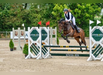 KWPN, Stute, 11 Jahre, 164 cm