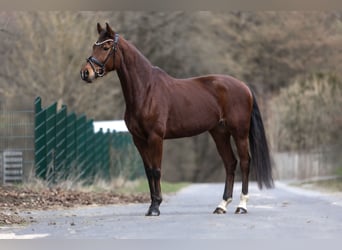 KWPN, Stute, 11 Jahre, 165 cm, Brauner