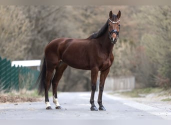 KWPN, Stute, 11 Jahre, 165 cm, Brauner