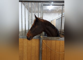 KWPN, Stute, 11 Jahre, 165 cm, Brauner