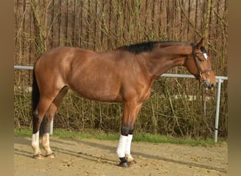 KWPN, Stute, 11 Jahre, 165 cm, Brauner