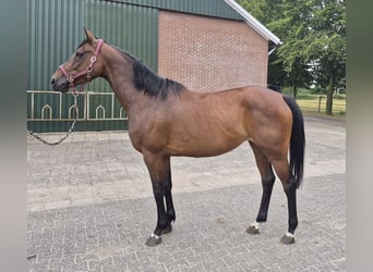 KWPN, Stute, 11 Jahre, 165 cm, Brauner