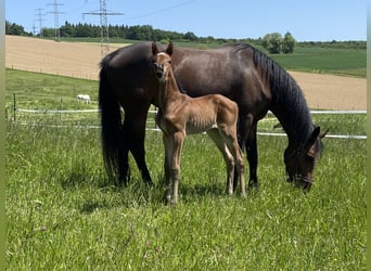 KWPN, Stute, 11 Jahre, 165 cm, Dunkelbrauner