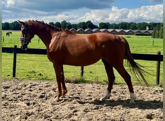 KWPN, Stute, 11 Jahre, 165 cm, Fuchs