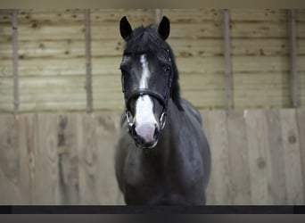 KWPN, Stute, 11 Jahre, 165 cm, Schwarzbrauner