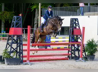 KWPN, Stute, 11 Jahre, 165 cm