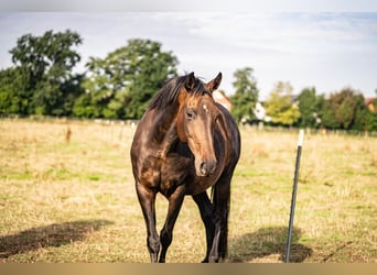 KWPN, Stute, 11 Jahre, 165 cm