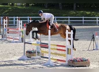 KWPN, Stute, 11 Jahre, 166 cm, Brauner
