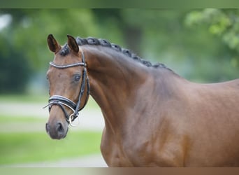 KWPN, Stute, 11 Jahre, 167 cm, Brauner