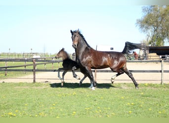 KWPN, Stute, 11 Jahre, 167 cm, Dunkelbrauner
